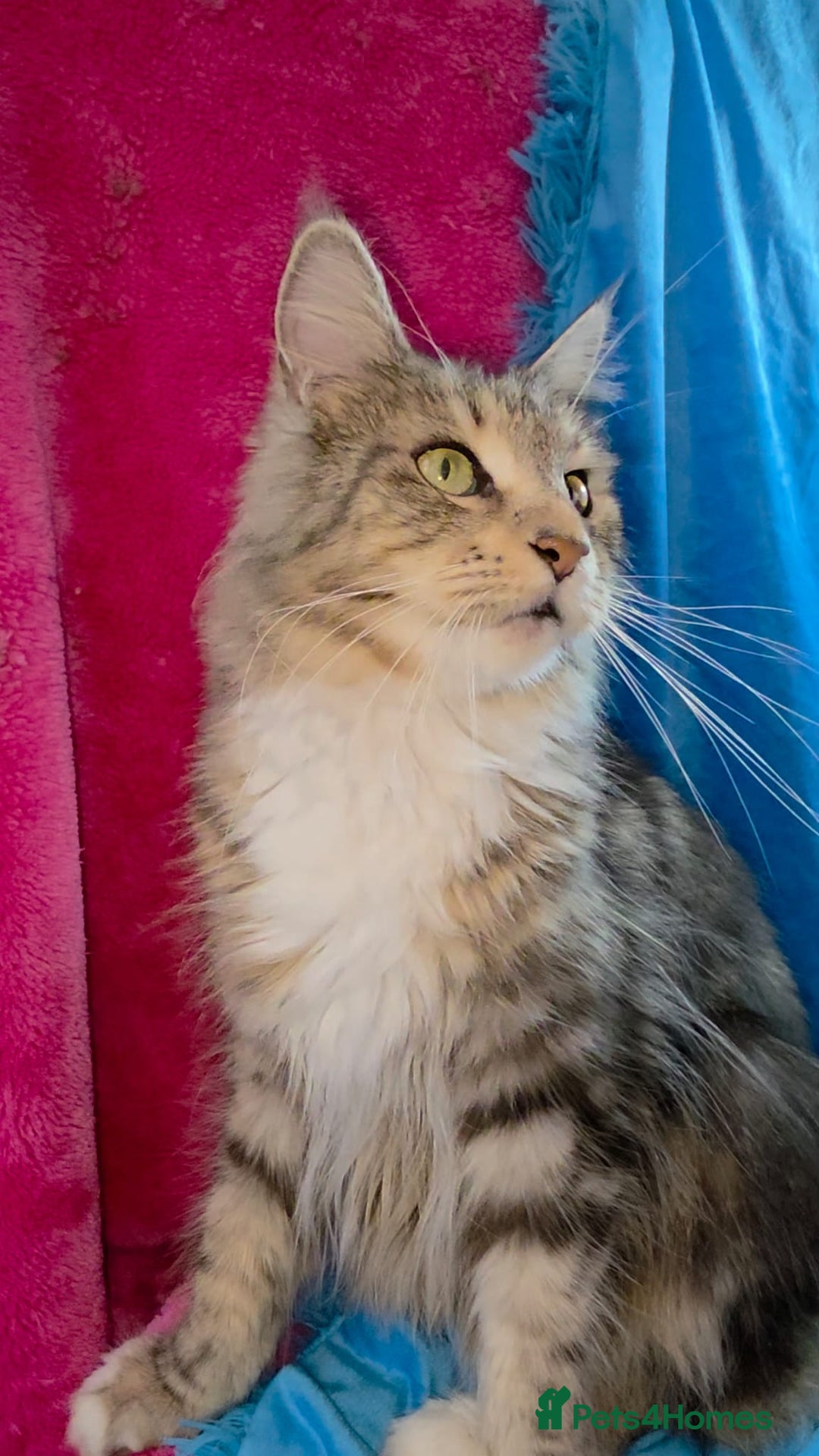 Maine Coon cats for sale: Ready December TICA beautiful Maine Coon Kittens  - Image 19