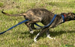Mixed Breed dogs for adoption: Myrtle - Norwich Norfolk  - Image 17