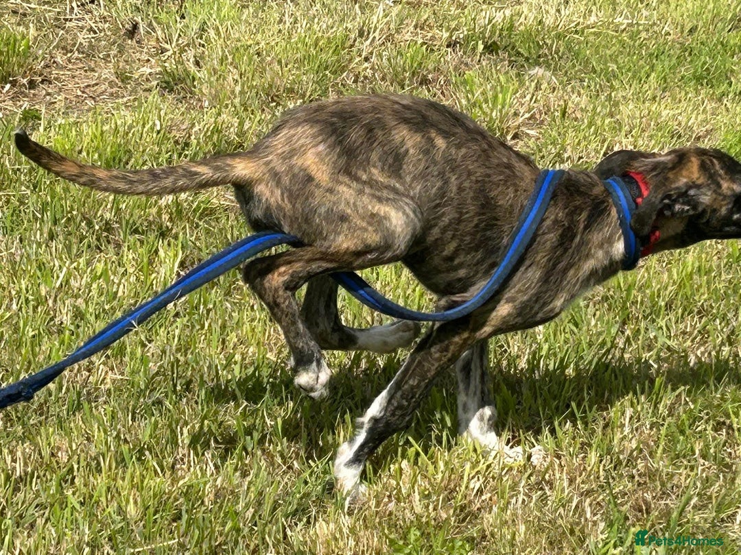 Mixed Breed dogs for adoption: Myrtle - Norwich Norfolk  - Image 17