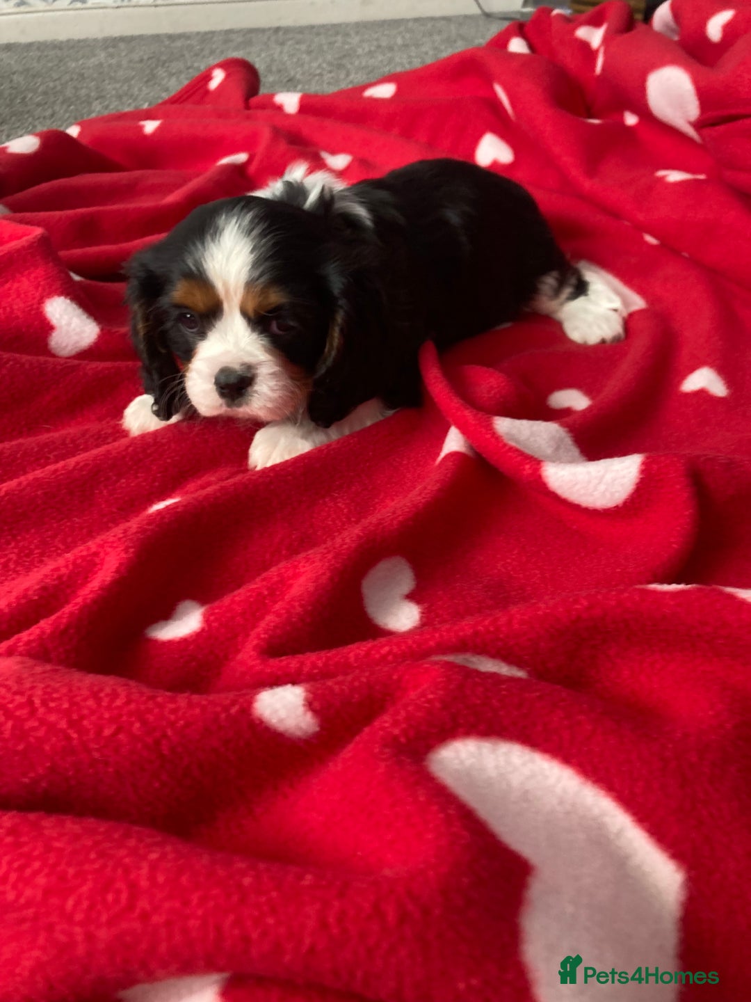 Cavalier King Charles Spaniel dogs for sale: Cavalier King Charles Spaniel! - Image 11