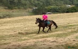 Irish Thoroughbred horses for sale: Lovely 15h mare - Image 7