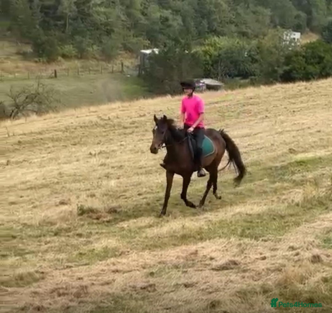 Irish Thoroughbred horses for sale: Lovely 15h mare - Image 7