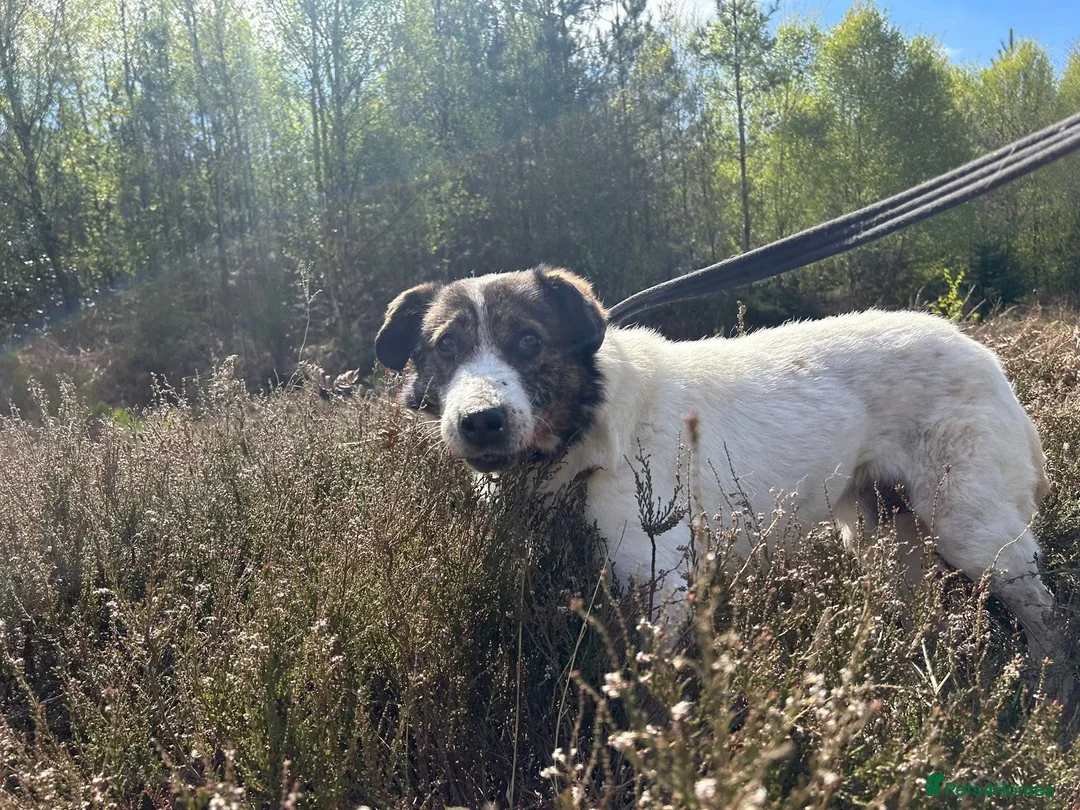 Mixed Breed dogs for adoption: Roger - Norwich Norfolk  in Norwich - Advert 12