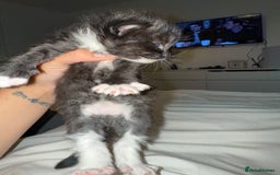 British Longhair cats for sale: British long hair cross  in Leiston - Image 3