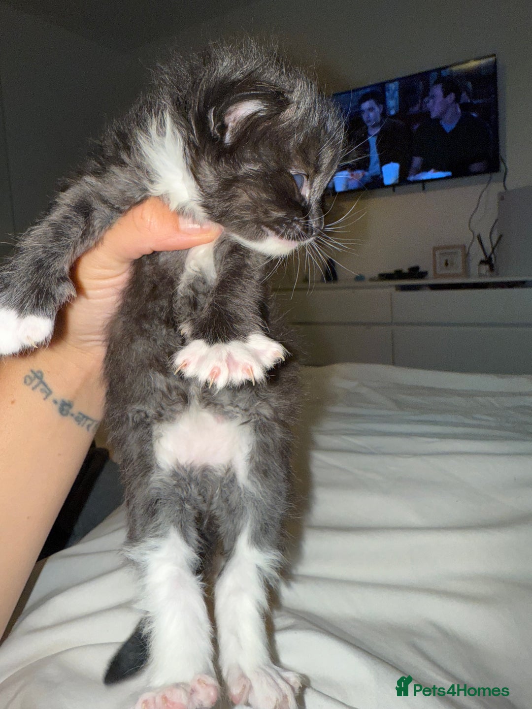 British Longhair cats for sale: British long hair cross  in Leiston - Image 3