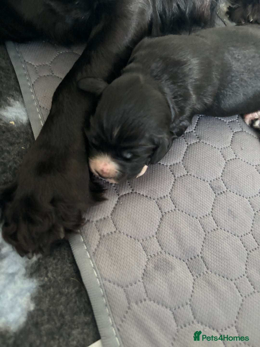 Cocker Spaniel dogs for sale: Cocker spaniel boys  - Advert 4