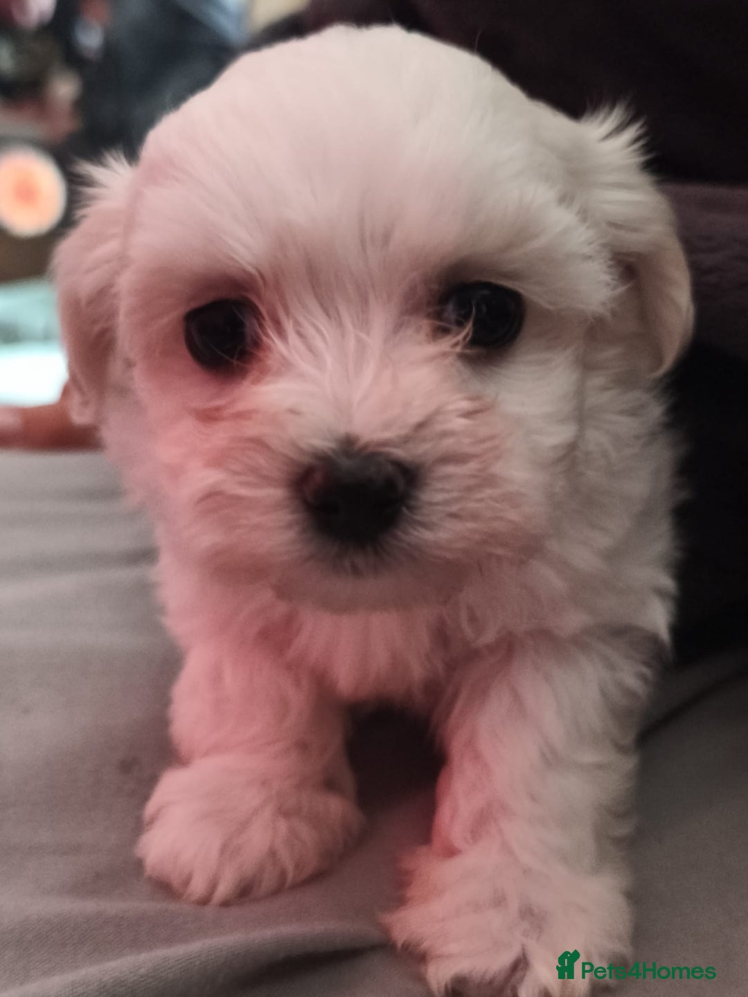 Maltese dogs for sale: Maltese puppys  - Advert 5