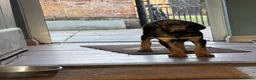 Bloodhound dogs for sale: Last boy left  - Advert 9