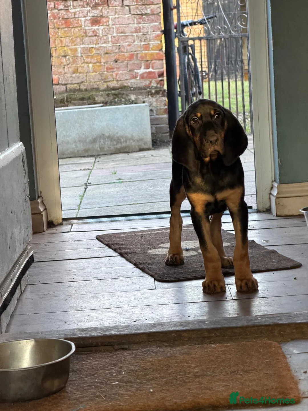Bloodhound dogs for sale: Last boy left  - Advert 9