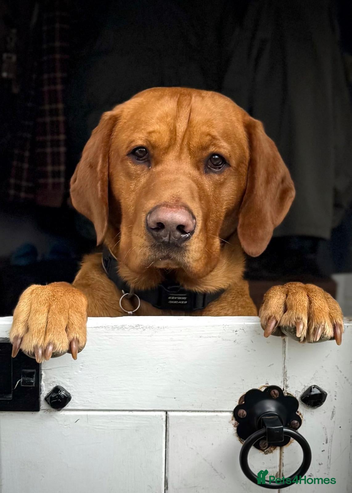 Labrador Retriever dogs for sale: KC reg health-tested Fox Red lab pups home raised - Advert 16