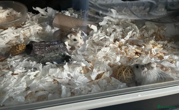 Hamster rodents - Advert 4