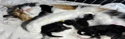 Maine Coon cats for sale: 🐾 Show Quality GCCF Registered Maine Coon Kittens - Advert 3