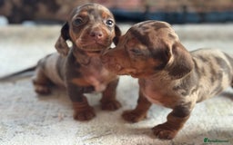 Miniature Dachshund dogs for sale: ❤️🐾💫 Outstanding Miniature Dachshunds 🐾❤️💫 - Image 38
