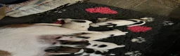 Jack Russell dogs for sale:  Tri coloured Jack Russel Pups! - Advert 19