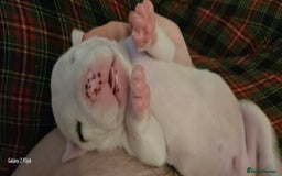 Mixed Breed dogs for sale: Strong, Healthy Presa x Staffy Pups Ready Now - Image 38