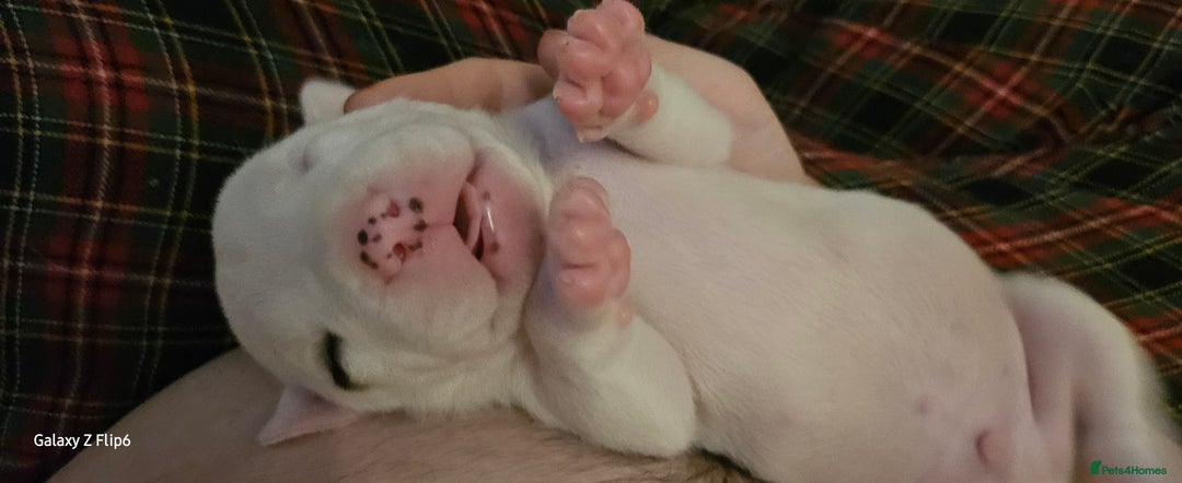 Mixed Breed dogs for sale: Strong, Healthy Presa x Staffy Pups Ready Now - Image 38