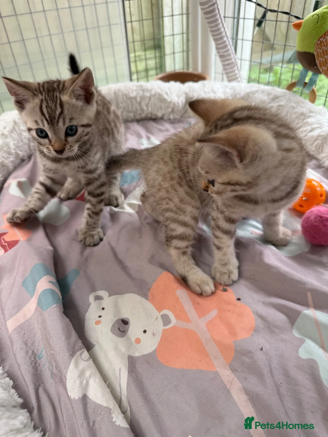 Bengal cats for sale: Snow Mink & Lynx 🩷💙 Pedigree TICA Bengal Kittens - Advert 2