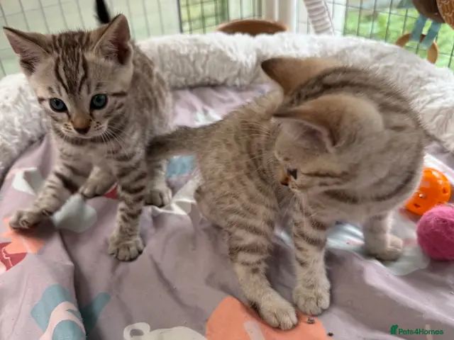 Bengal cats for sale: Snow Mink & Lynx 🩷💙 Pedigree TICA Bengal Kittens - Advert 9