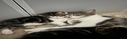 Domestic Shorthair cats for sale: Sweet & Playful Girls ready 8th Oct - Advert 5