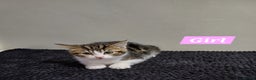 Mixed Breed cats for sale: Ready Tabby & White kitties - Advert 15