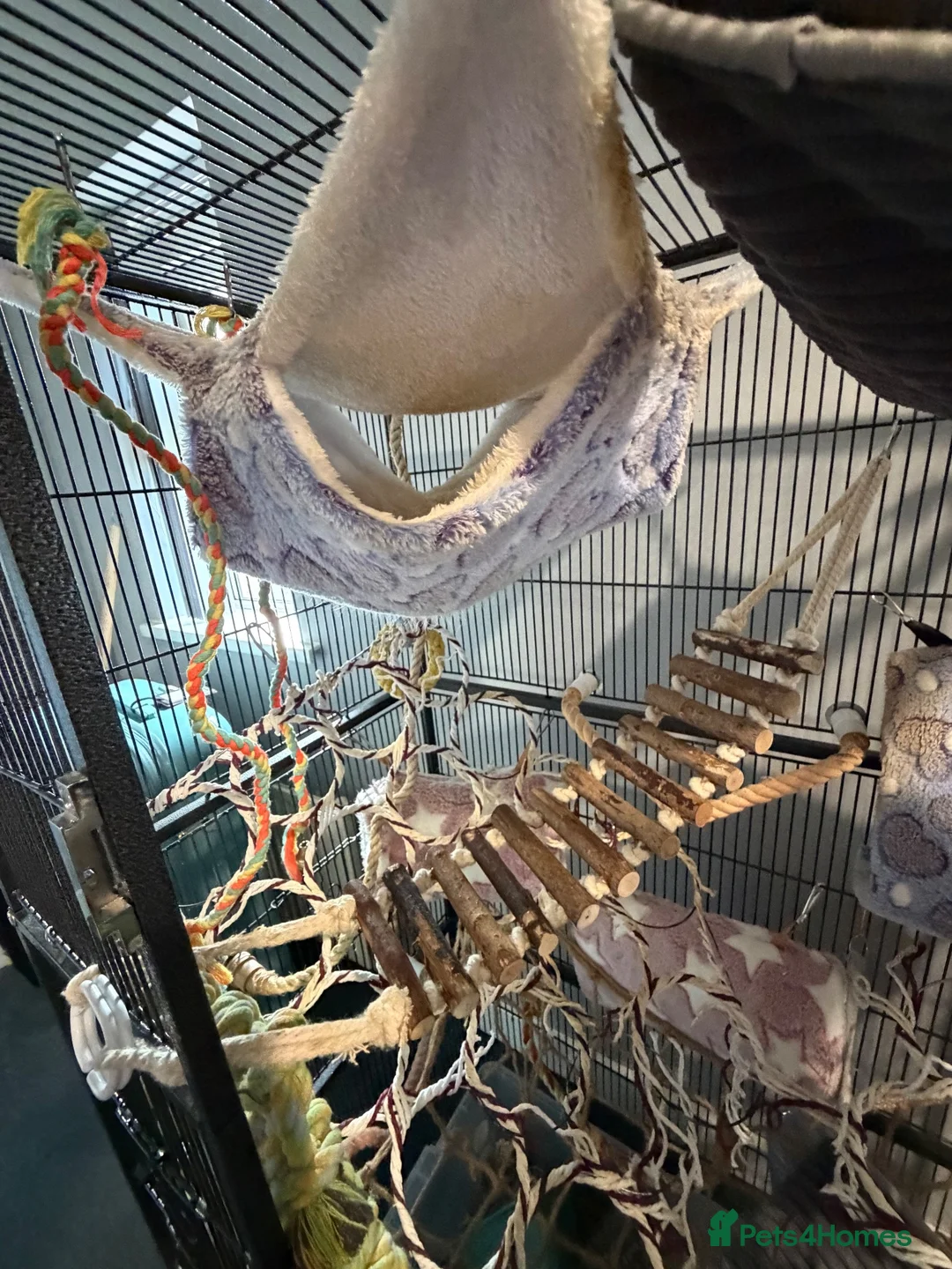 Rat rodents for sale: 2 male rats for sale  in Leeds - Advert 2