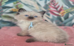 Ragdoll cats for sale: GCCF REGISTERED RAGDOLL KITTENS available septembe - Image 4