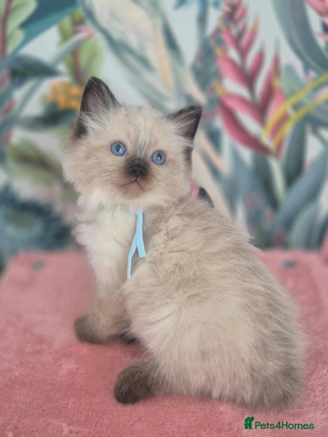 Ragdoll cats for sale: GCCF REGISTERED RAGDOLL KITTENS available septembe - Image 4