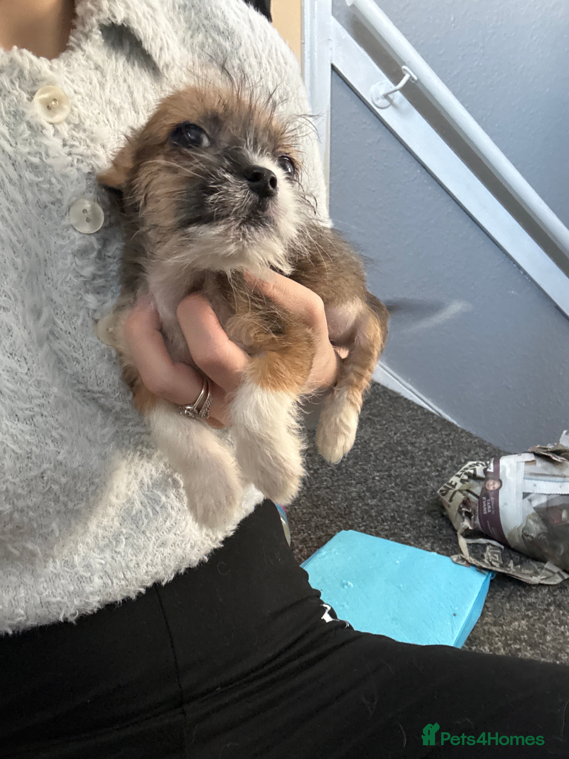 Mixed Breed dogs  Shih Tzu  - Advert 4