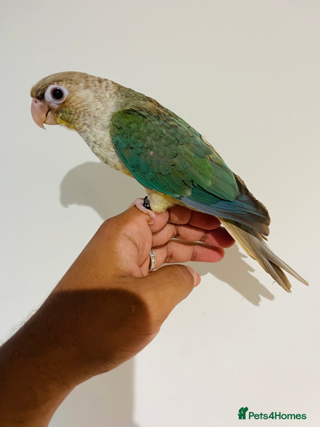 Conures birds for sale: Hand reared conures for sale - Image 16
