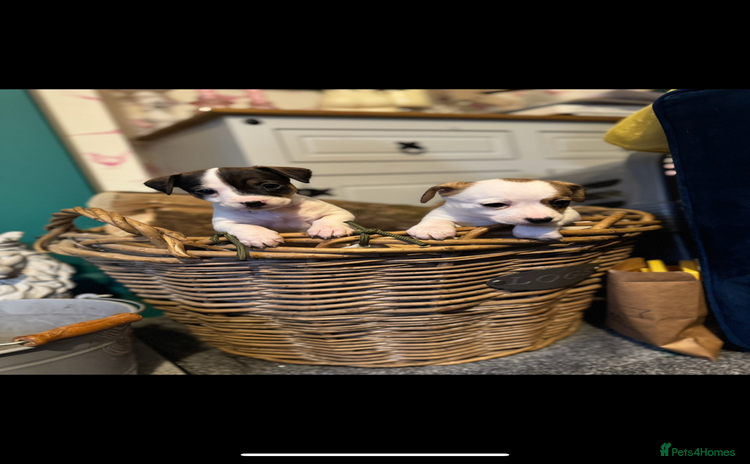 Mixed Breed dogs - Advert 11