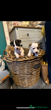 Mixed Breed dogs - Advert 11