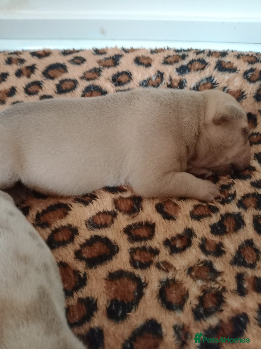 American Bully dogs for sale: Pocket bully  - Image 4