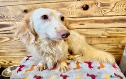 Miniature Dachshund dogs for stud: ✨ Stunning Isabella  piebald, wrapped in cream ✨ - Image 1
