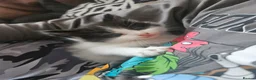 Mixed Breed cats for sale: 4 fluffy playful kittens for sale - Advert 8