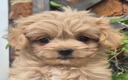 Maltipoo dogs for sale: Amazing TeddyBear Asian Korean Maltipoo puppies - Image 7
