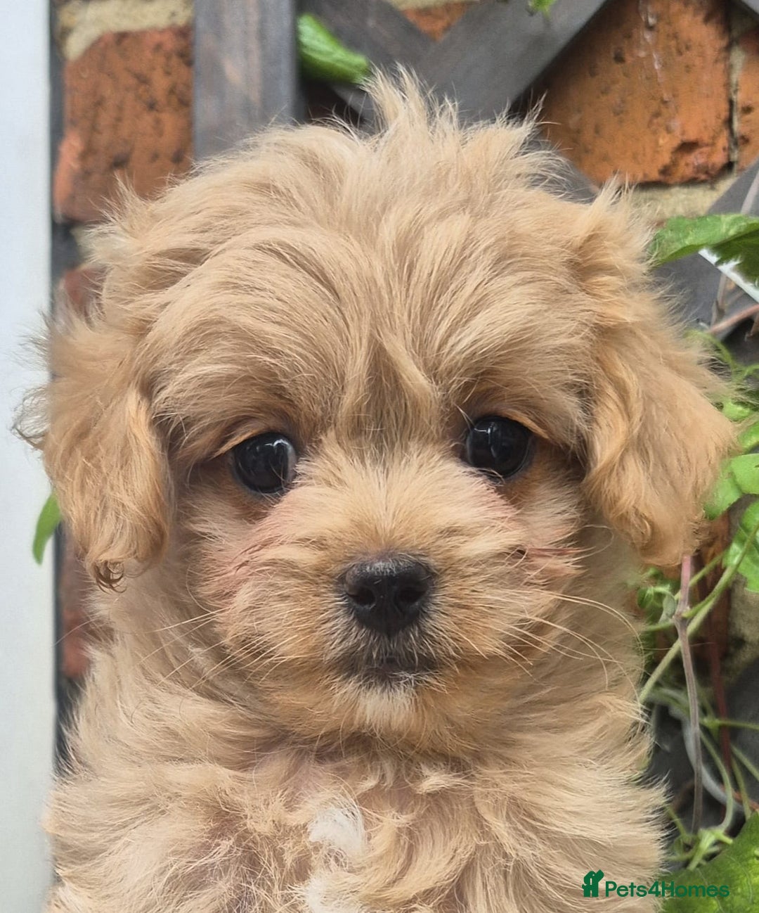 Maltipoo dogs for sale: Amazing TeddyBear Asian Korean Maltipoo puppies - Image 7