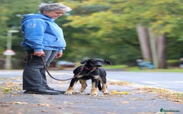 Mixed Breed dogs for adoption: Sweet Stella - reserved - Advert 26