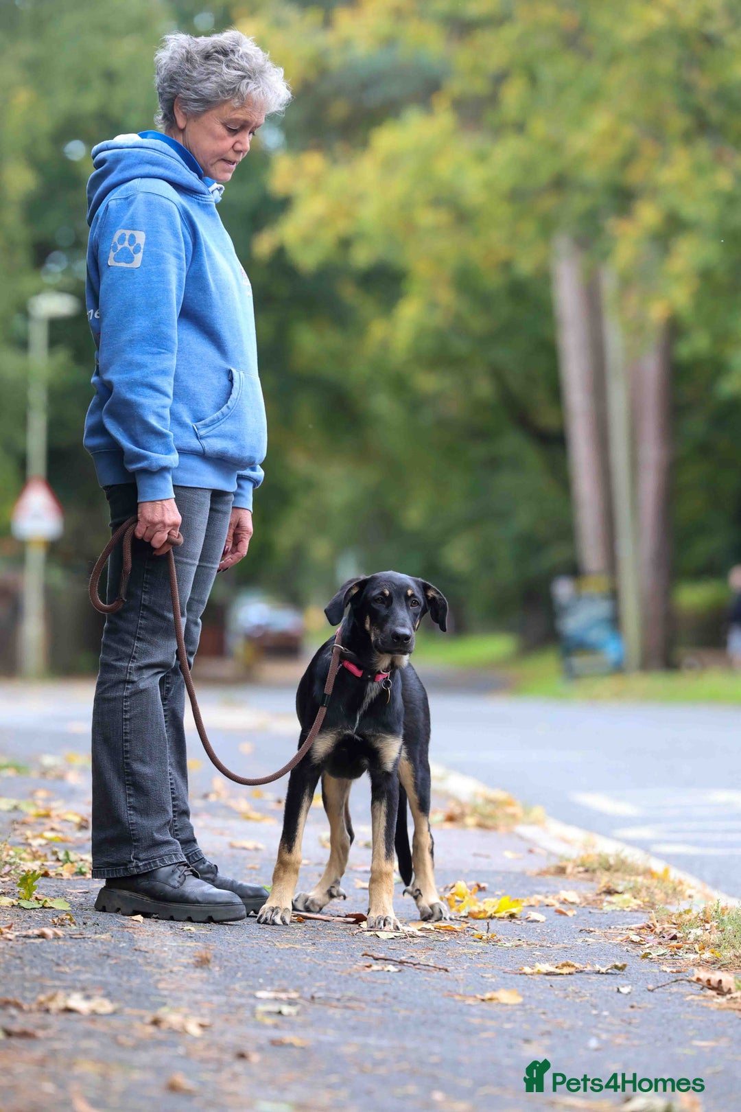 Mixed Breed dogs for adoption: Sweet Stella - reserved - Advert 26
