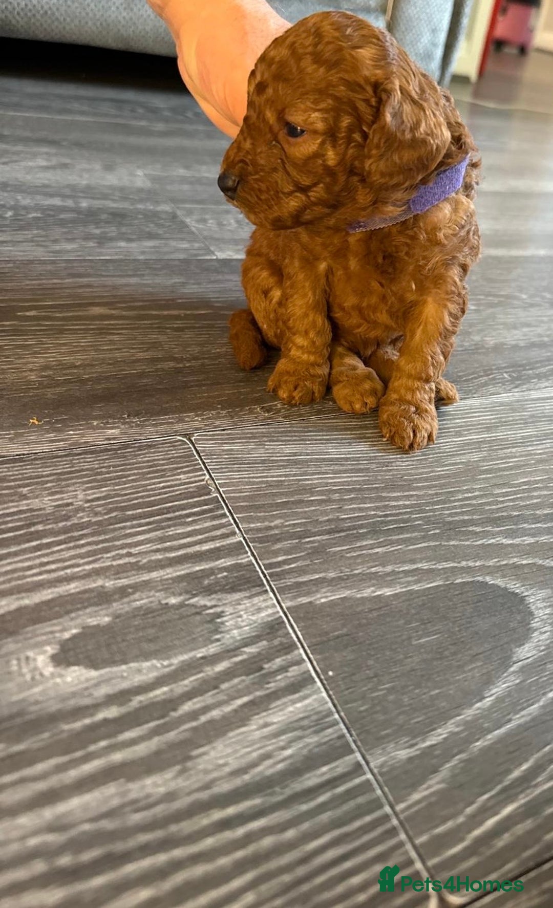 Cavapoo dogs for sale: F1b Cavapoo ALL PUPS NOW RESERVED  - Advert 22