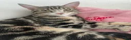 Mixed Breed cats for sale: Male Cat - Neymar - Advert 7