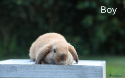 Mini Lop rabbits for sale: Two gorgeous, friendly mini lop rabbits, ready now - Image 5