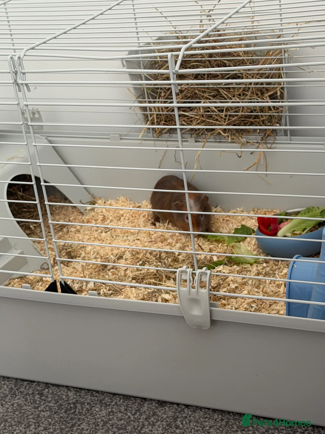 Guinea Pig rodents for sale: Two guinea pigs  - Advert 2