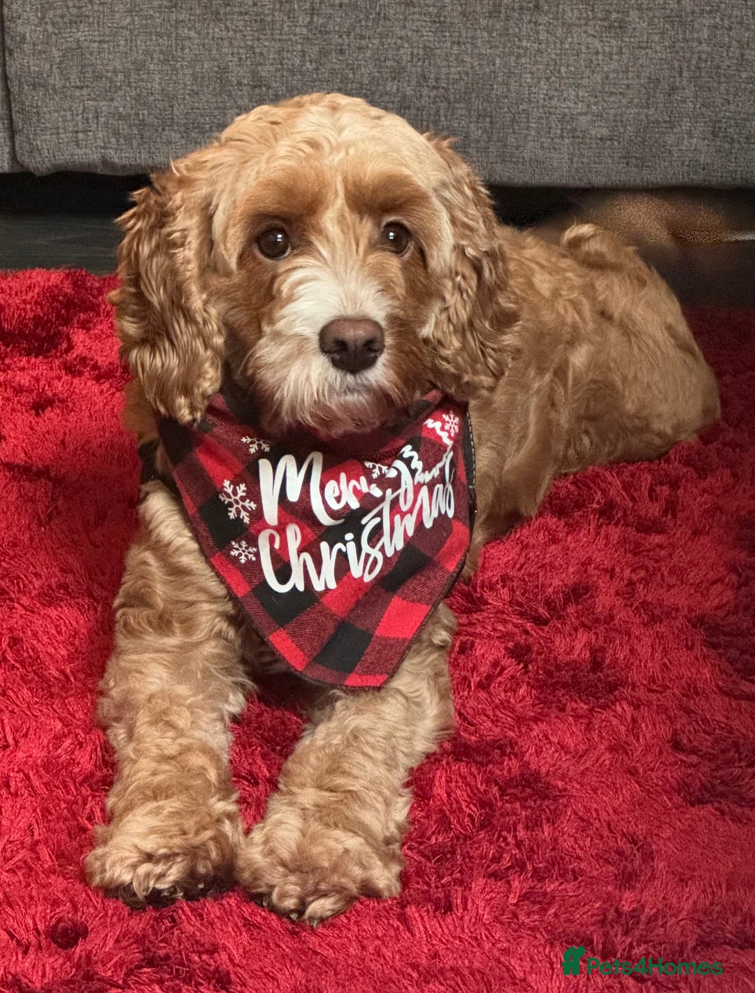 Cavapoo dogs for sale: Expecting a litter-health tested F1b Cavapoo pups - Image 23