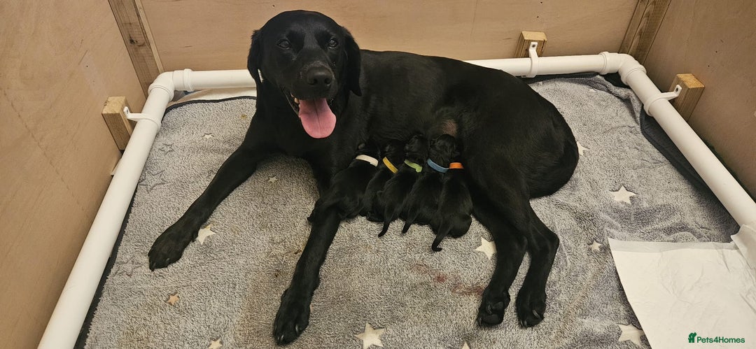 Labrador Retriever dogs for sale: Working labrador puppies for sale - Advert 1