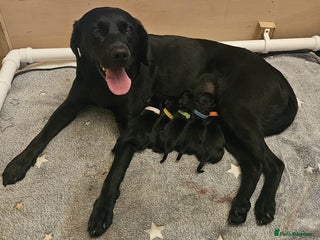 Labrador Retriever dogs - Advert 17