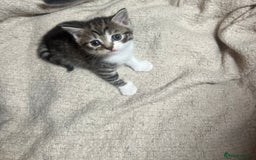 British Shorthair cats for sale: British shorthair mix kittens open to offers - Image 8