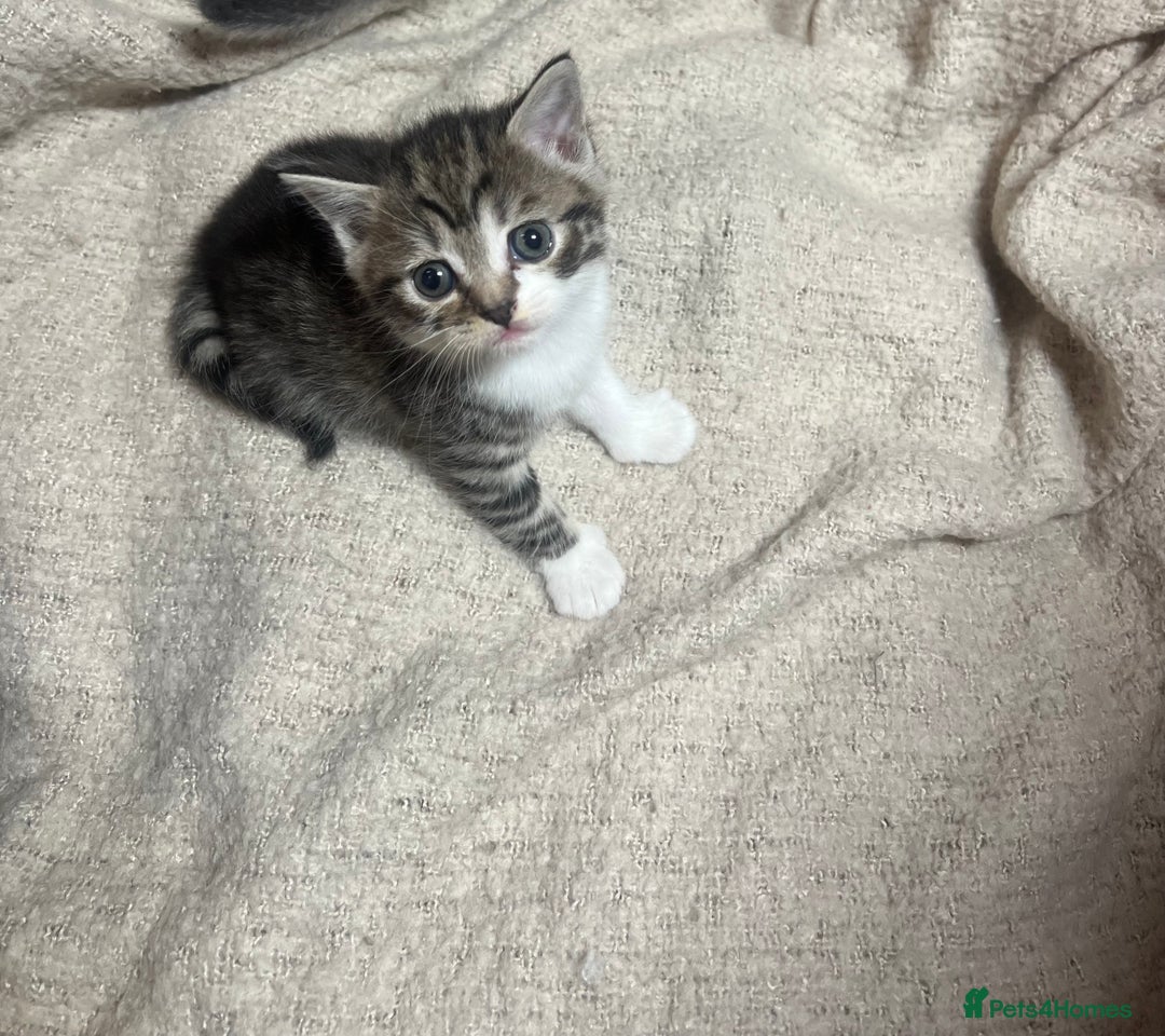 British Shorthair cats for sale: British shorthair mix kittens open to offers - Image 8