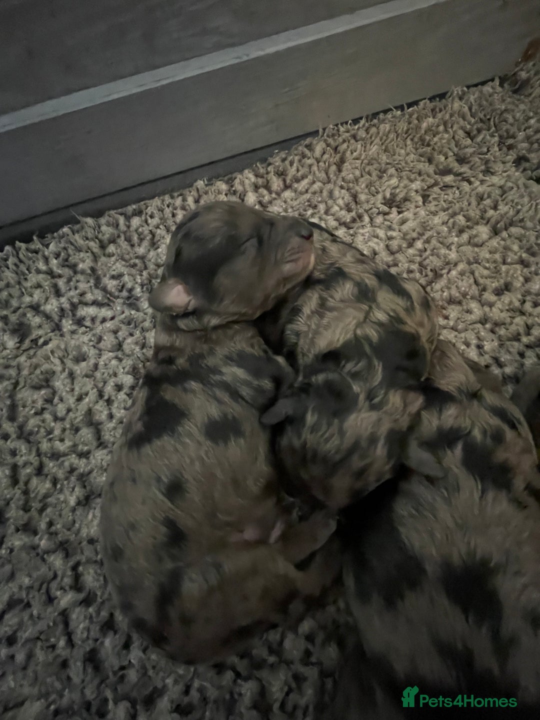 Cavapoo dogs for sale: Gorgeous blue merles & blacks cavapoo puppies  - Image 11
