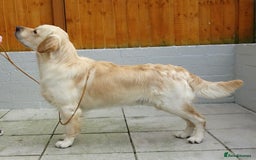 Golden Retriever dogs for sale: Exceptional Litter of Golden Retriever Puppies  - Image 4