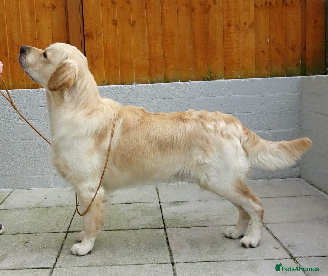 Golden Retriever dogs for sale: Exceptional Litter of Golden Retriever Puppies  - Image 4